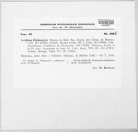 Aecidium pulmonariae image